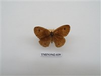 藏品(密紋波眼蝶)的圖片